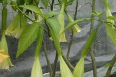 ​曼陀罗和牵牛花区别