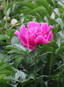 ​塔城适合养什么花，市花和市树是什么
