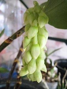 石斛花苞 石斛花苞