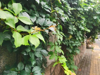 ​爬山虎的特点，爬山虎的资料简介