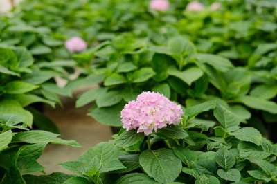 ​上海适合养什么花，市花和市树是什么