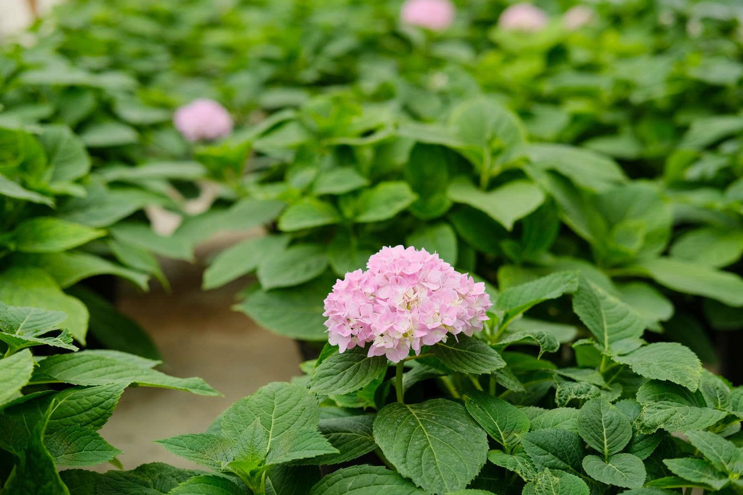 绣球花 绣球花