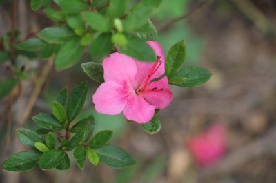​西洋鹃的花期和养护方法