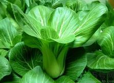 油菜是什么菜?油菜是长什么样子的? 油菜是什么菜?油菜是长什么样子的?