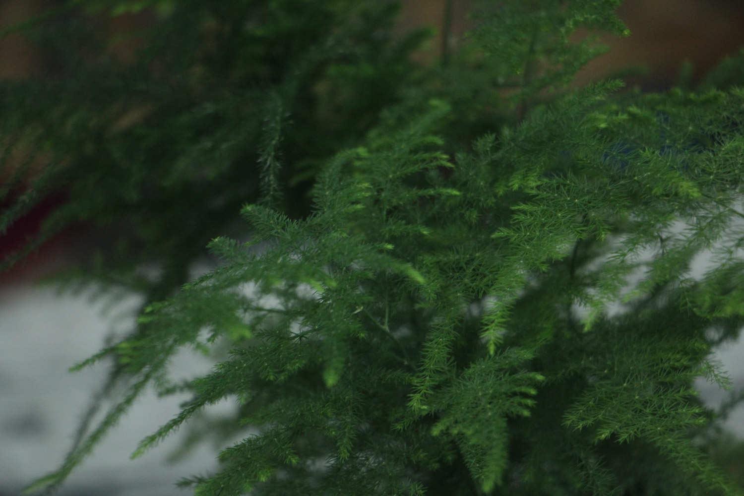 文竹 文竹