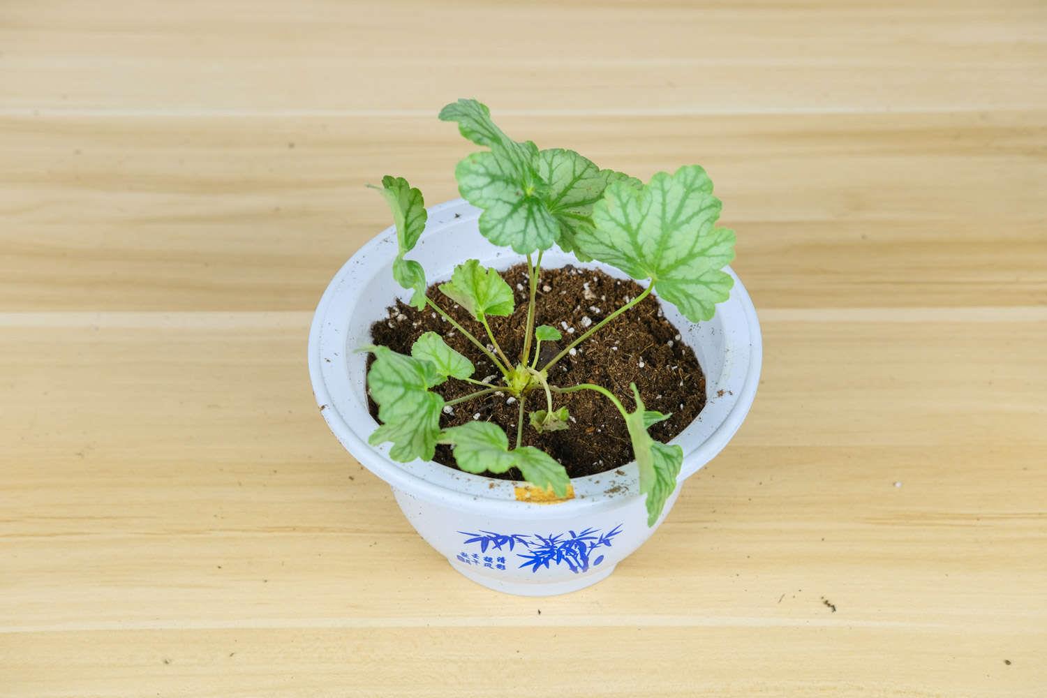 矾根 矾根