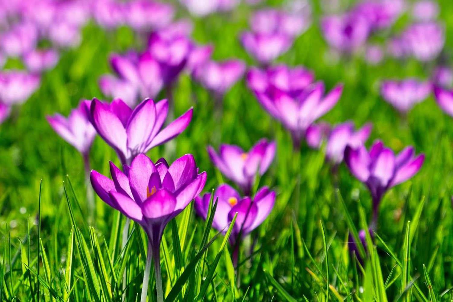 番红花 番红花