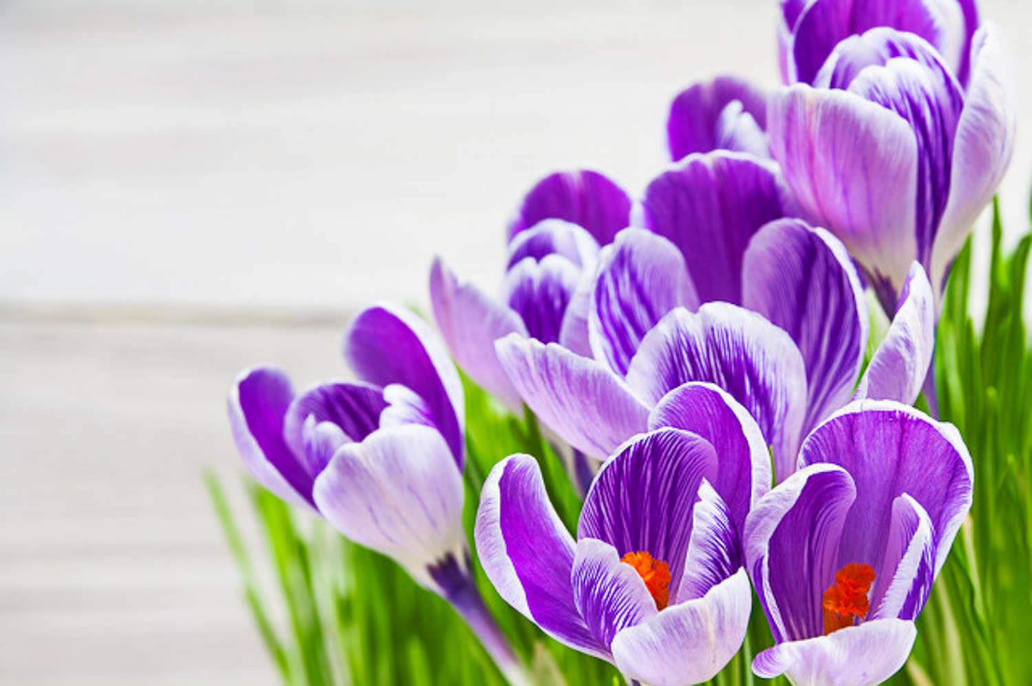 番红花 番红花