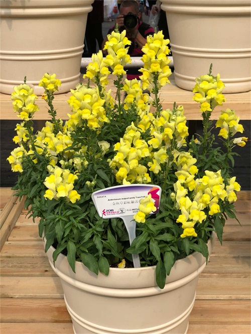 金鱼草 金鱼草