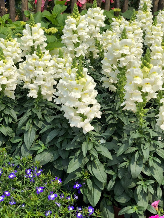 金鱼草 金鱼草