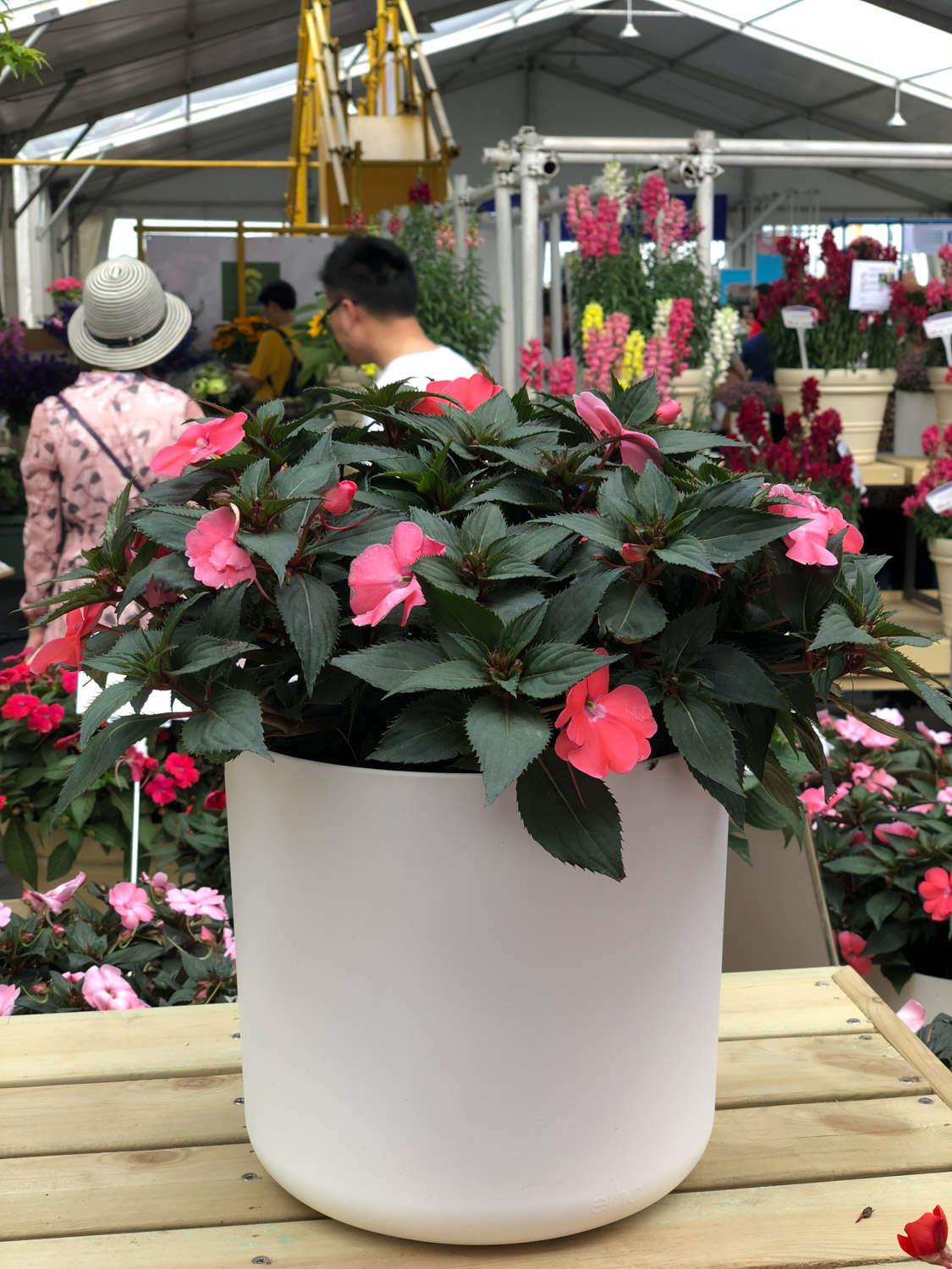 凤仙花 凤仙花