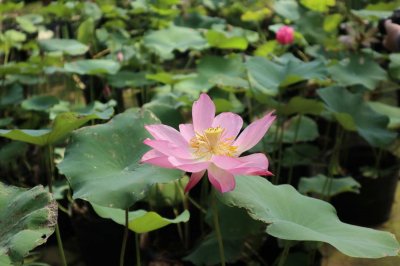 ​夏天花有哪些花