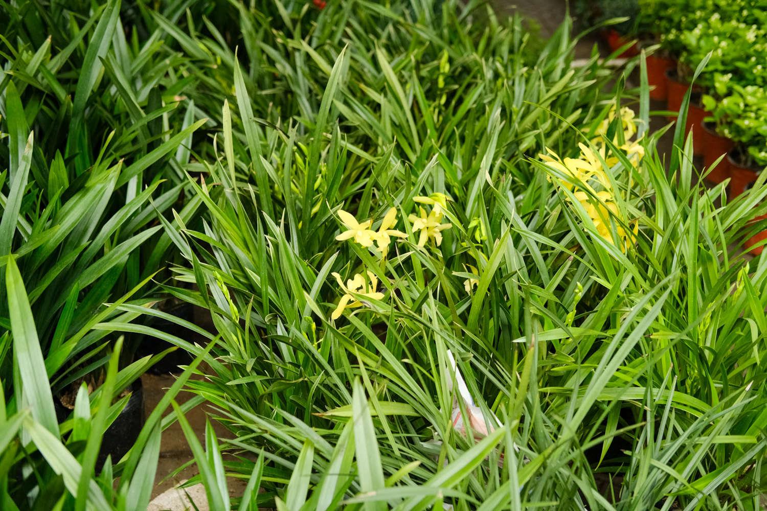 兰花 兰花