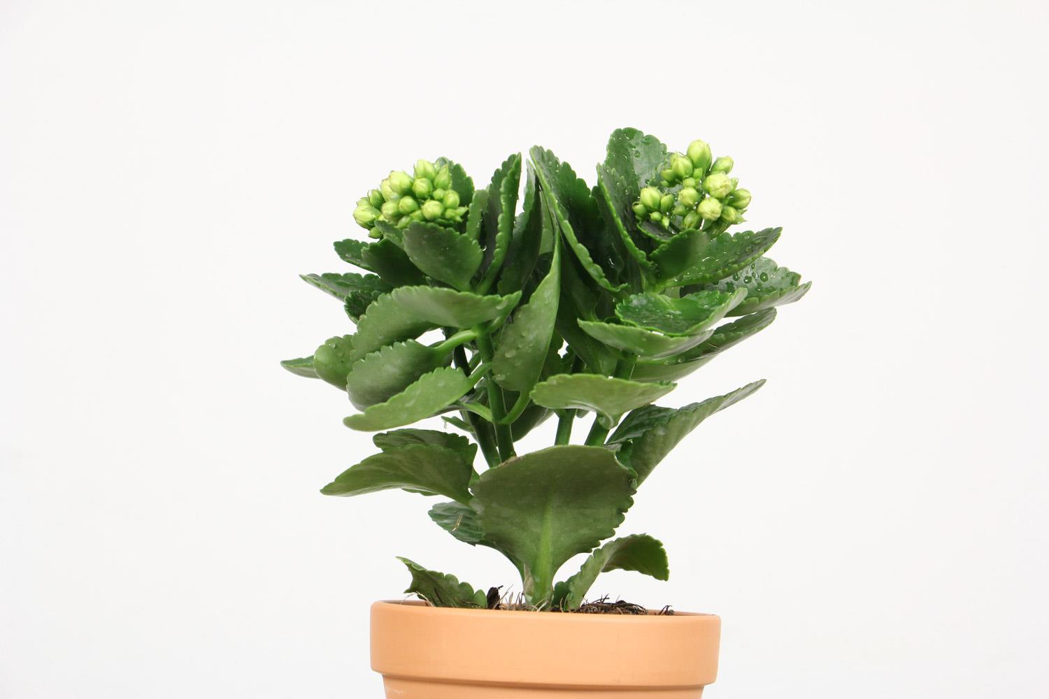 长寿花 长寿花