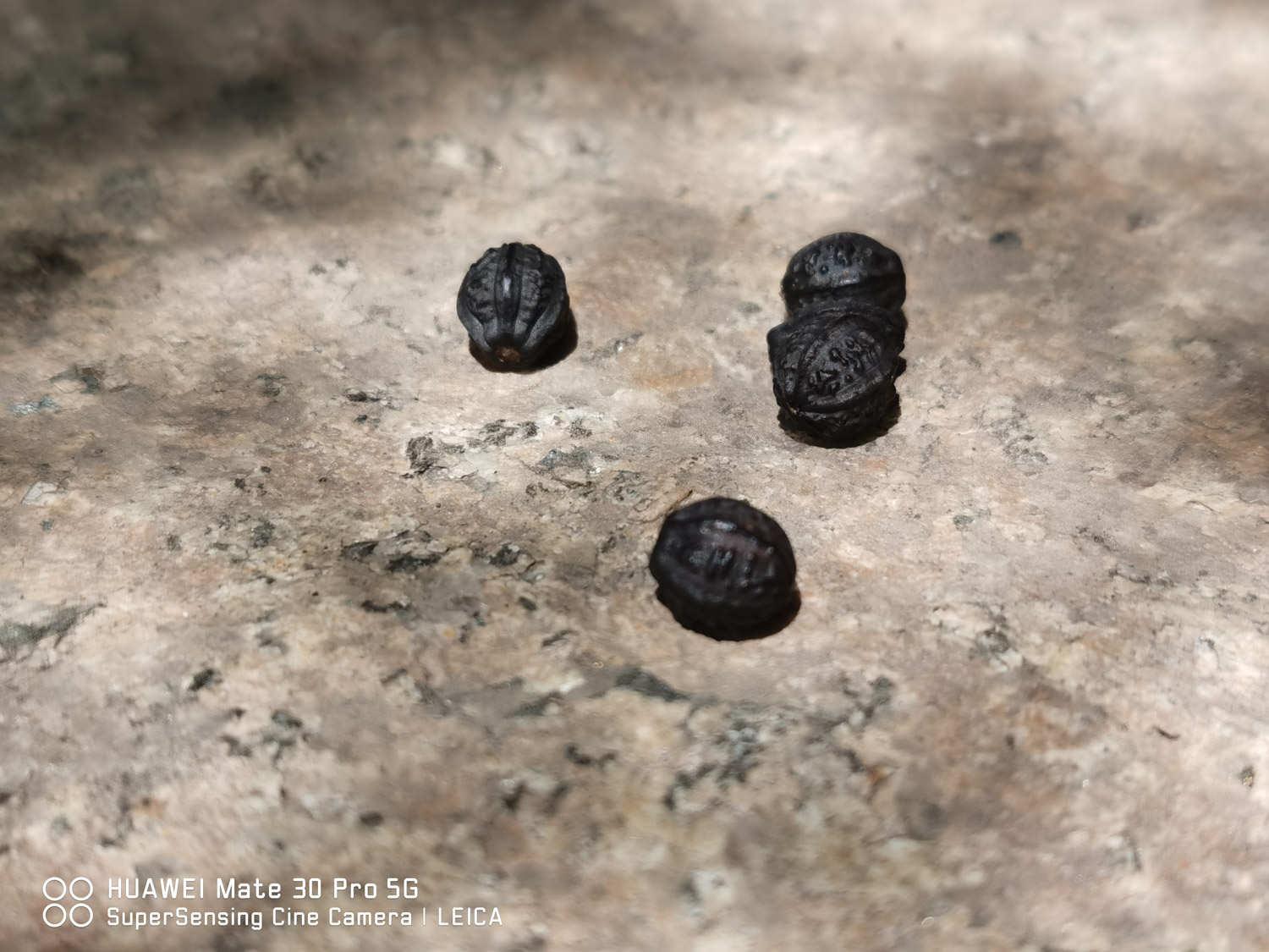 紫茉莉 紫茉莉