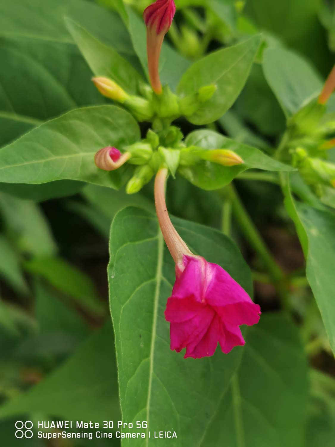 紫茉莉 紫茉莉