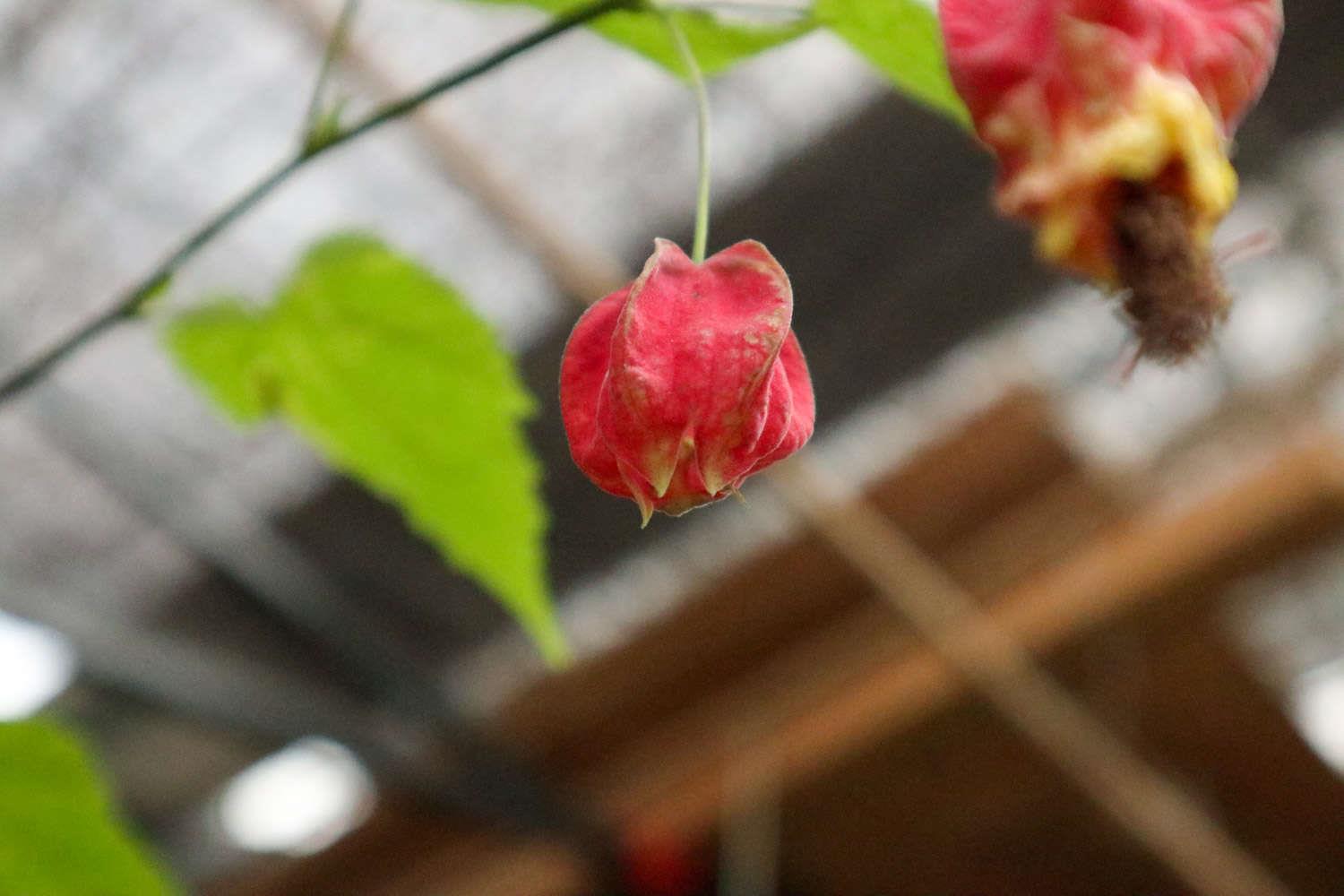 蔓性风铃花 蔓性风铃花