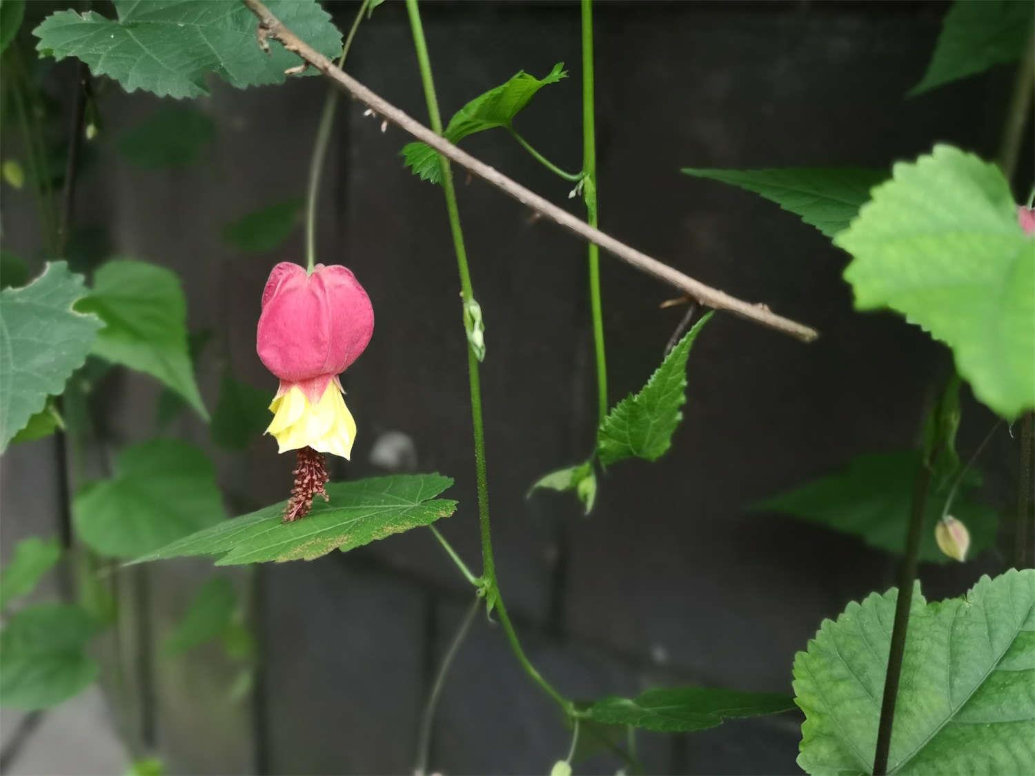 蔓性风铃花 蔓性风铃花