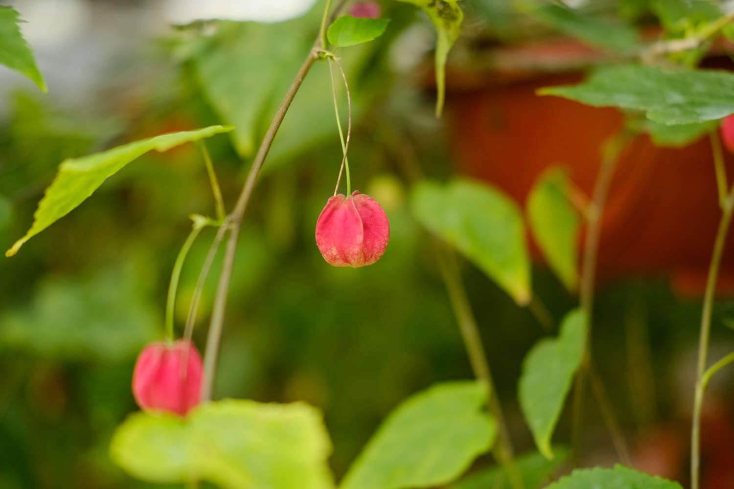 蔓性风铃花 蔓性风铃花