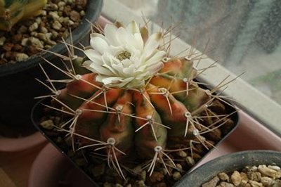 ​翠晃冠和绯牡丹的区别