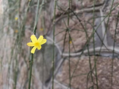 ​辽源适合养什么花，市花和市树是什么