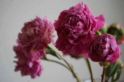 ​芍药和白芍一样吗，白芍是芍药花的根吗