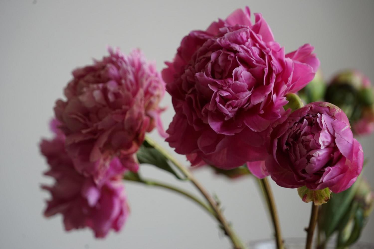 芍药 芍药