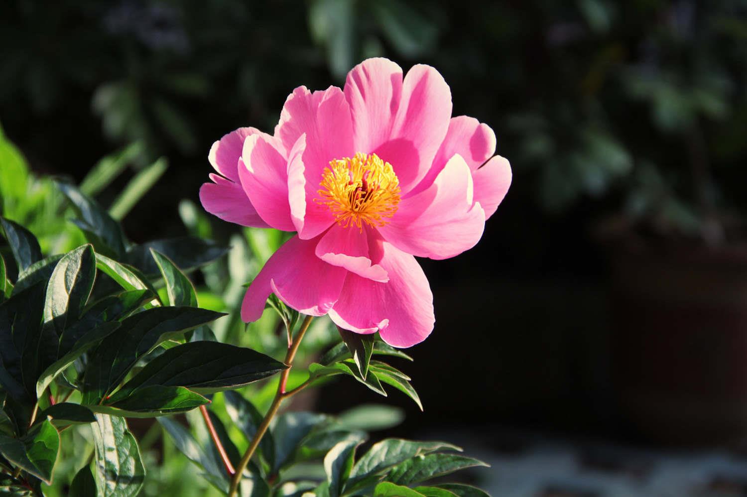 芍药 芍药