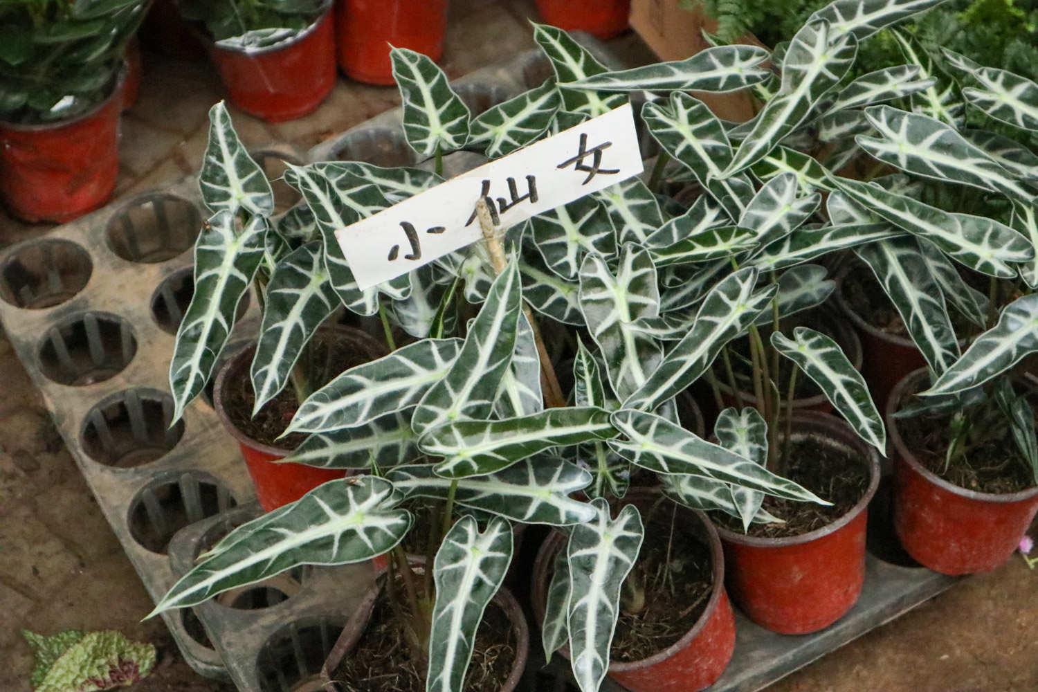黑叶观音莲 黑叶观音莲