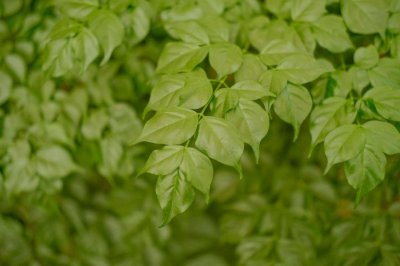 ​幸福树开花吗，养殖方法介绍