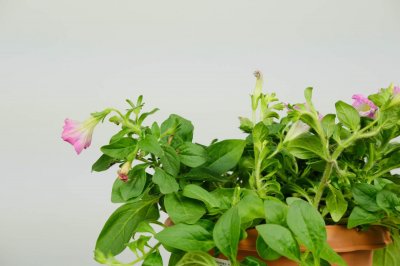 ​矮牵牛怎么打顶