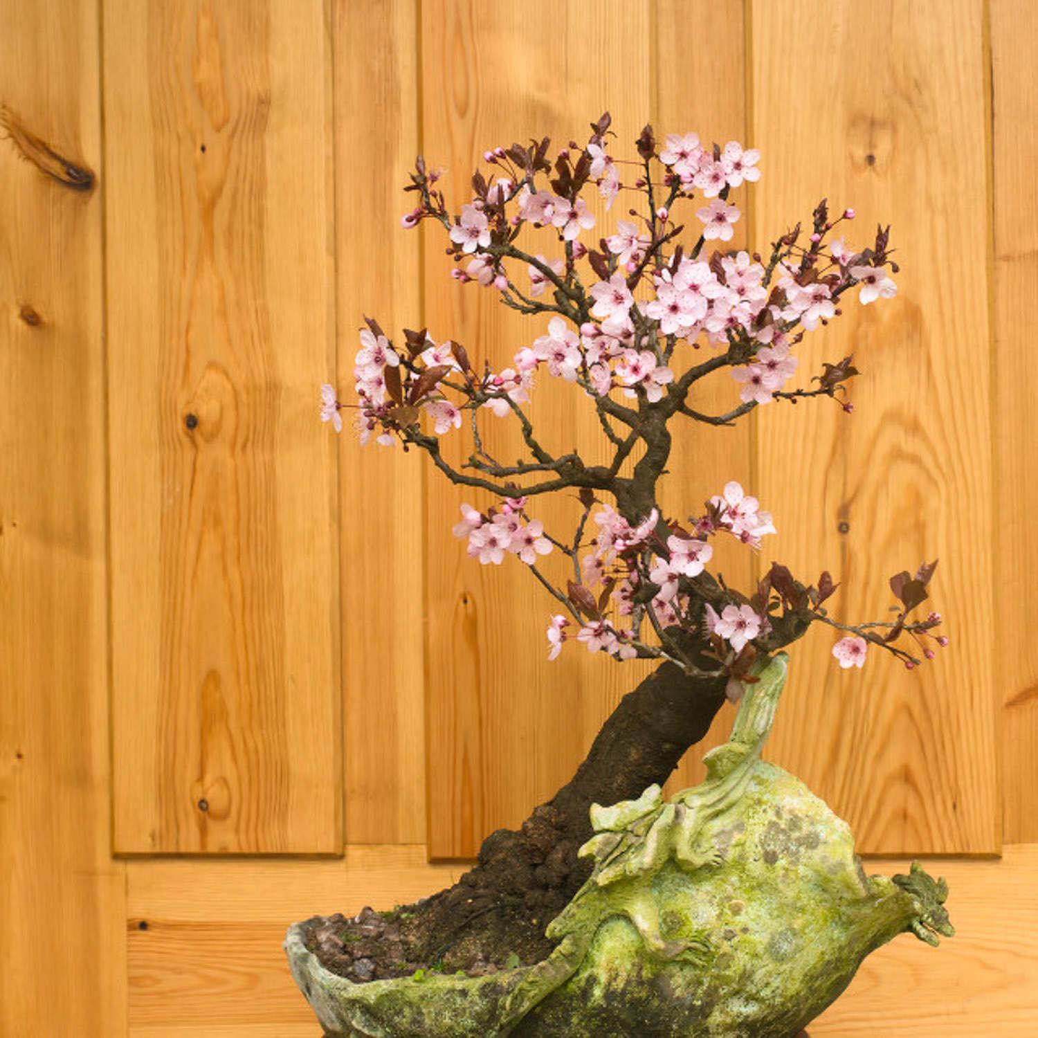 梅花 梅花