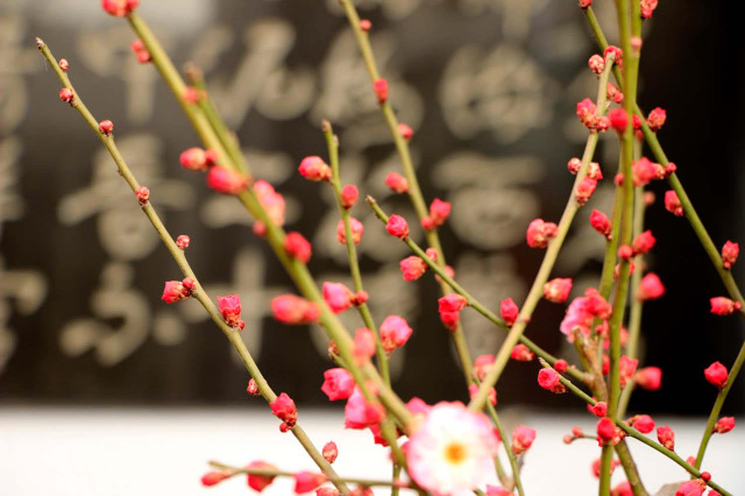 梅花 梅花