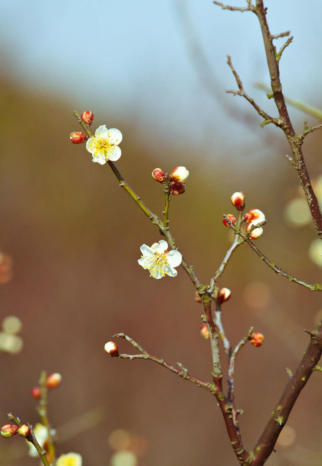 梅花 梅花
