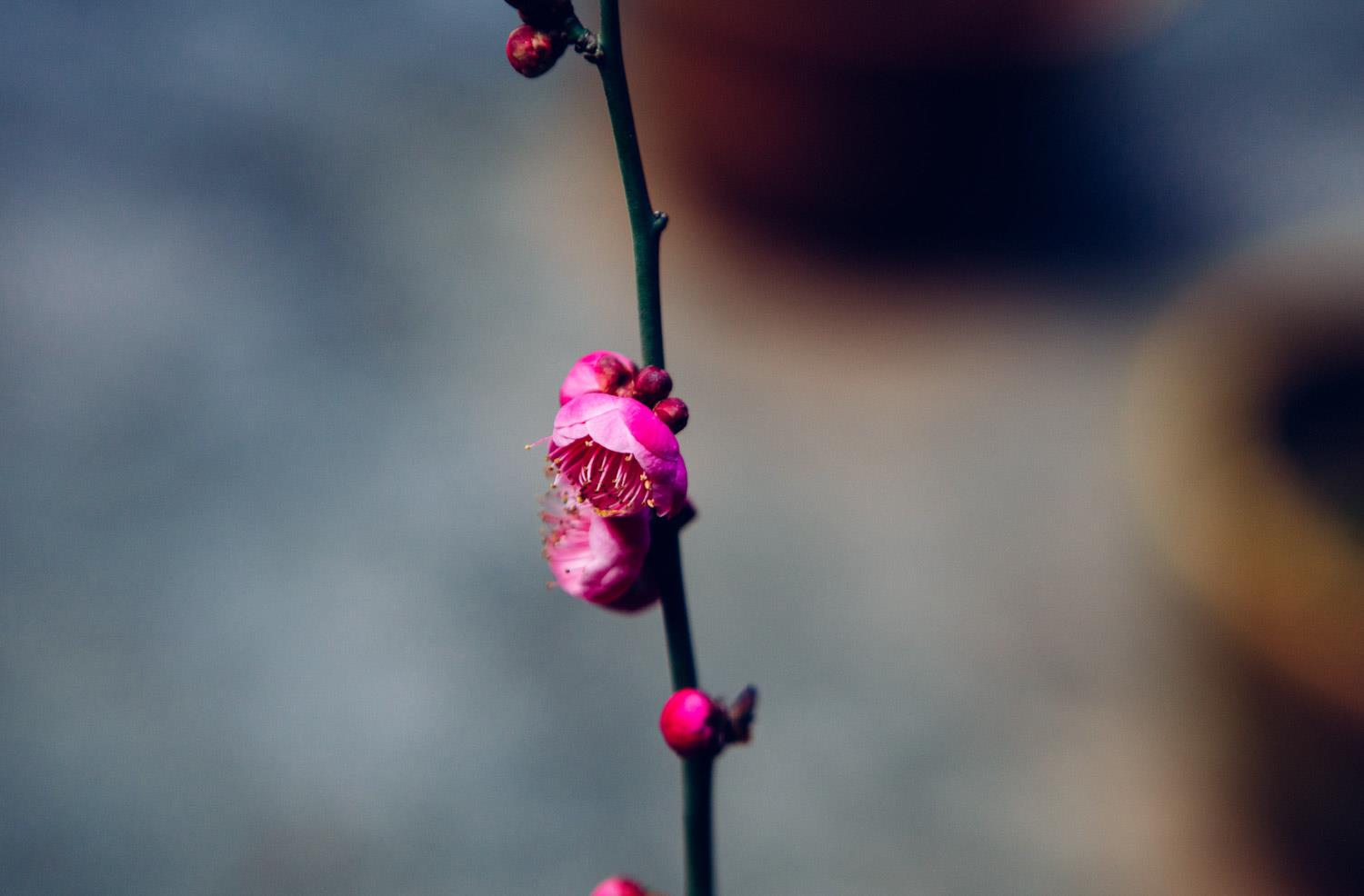 梅花 梅花