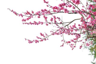 ​梅花什么时候开，哪种梅花能一年开两次