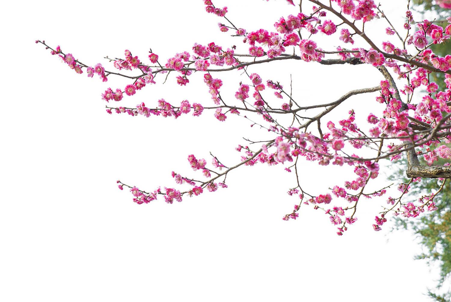 梅花 梅花