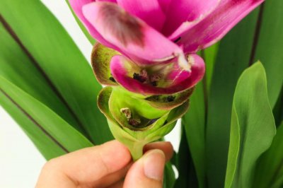 ​盆栽姜荷花怎么养