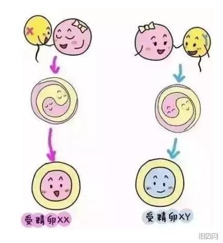 谢娜产下的双胞胎女儿是试管婴儿？谁告诉你的？！
