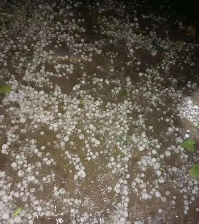 昨夜，山东14市遭遇冰雹袭击！最大宛如鸡蛋，果园受灾严重