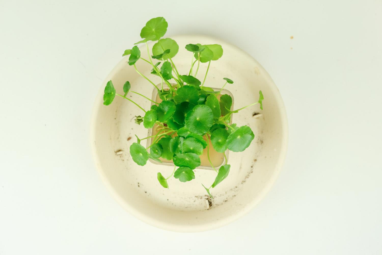 铜钱草 铜钱草