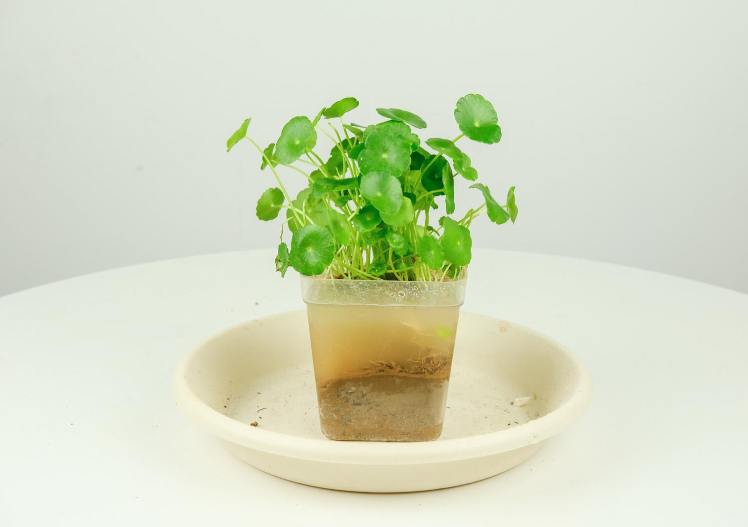 铜钱草 铜钱草