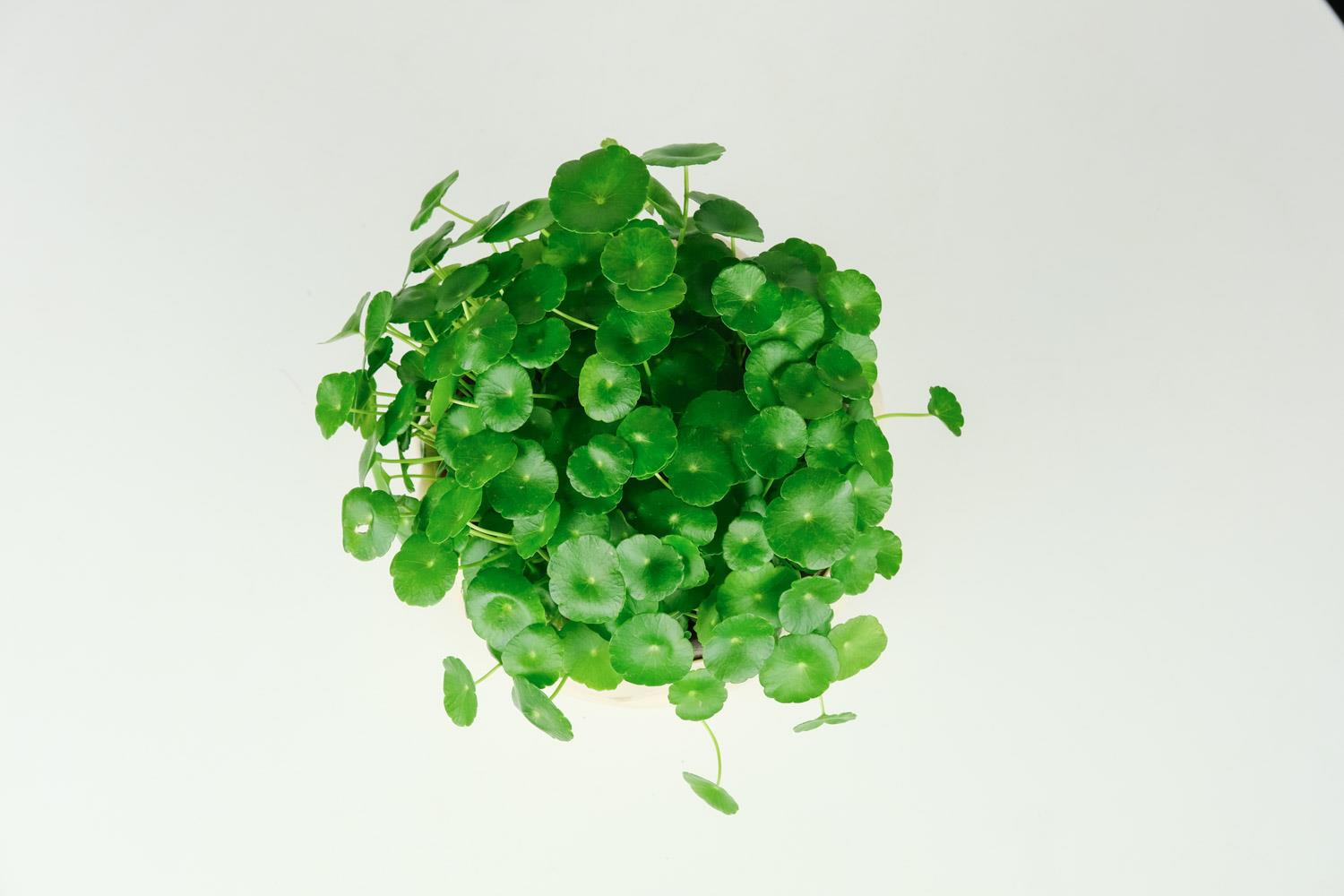 铜钱草 铜钱草