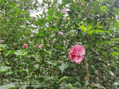 ​阳泉适合养什么花，市花和市树是什么