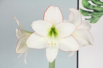 ​如何使朱顶红在圣诞开花