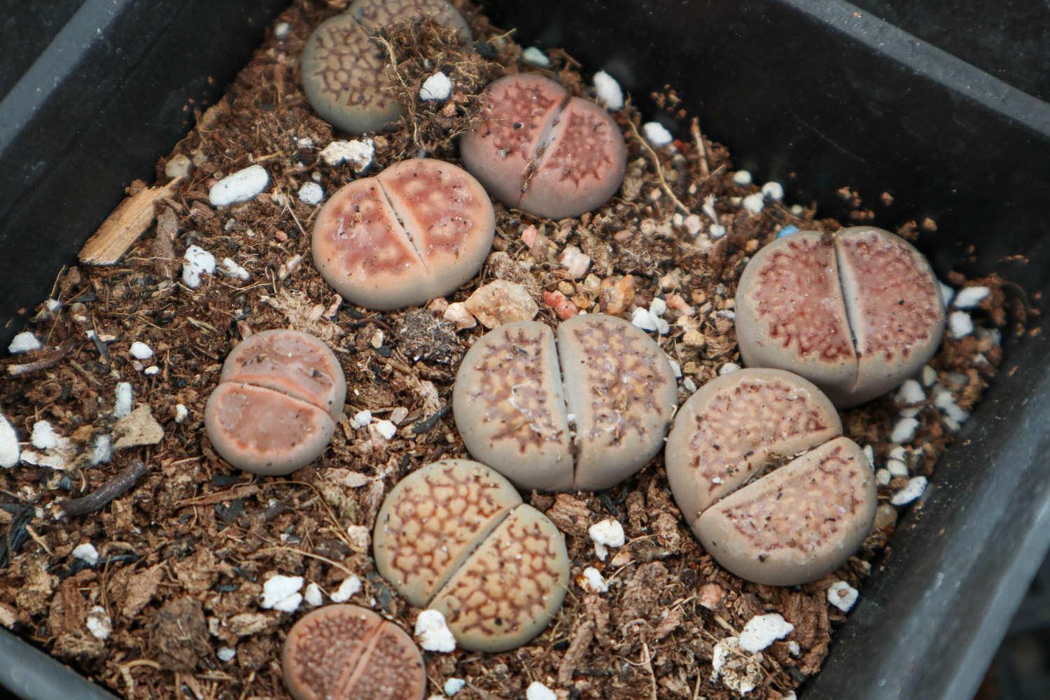 生石花 生石花