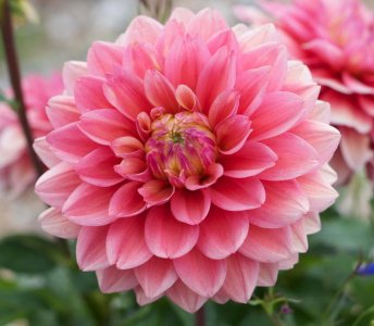​盆栽大丽花的养殖方法