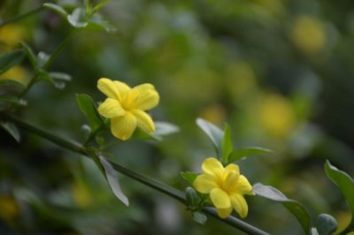 ​盆栽迎春花的养殖方法和注意事项，如何繁殖
