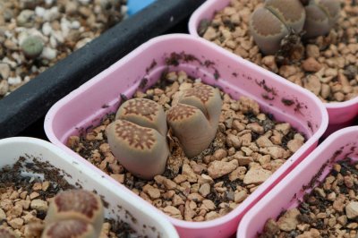 ​生石花春天怎么养