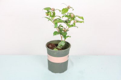 ​茶花怎么养